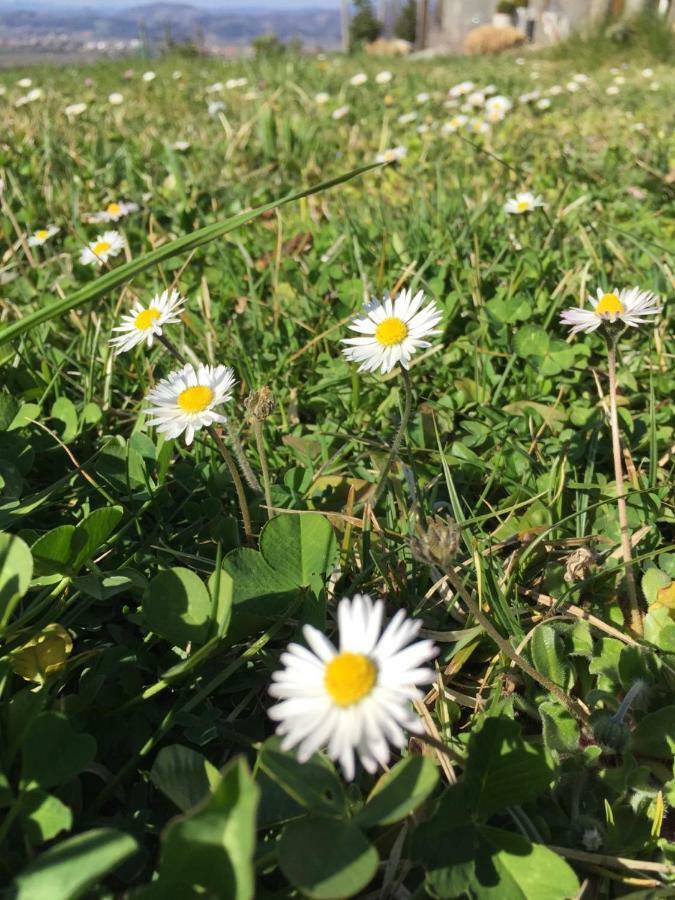 Hillside Bio Delux *